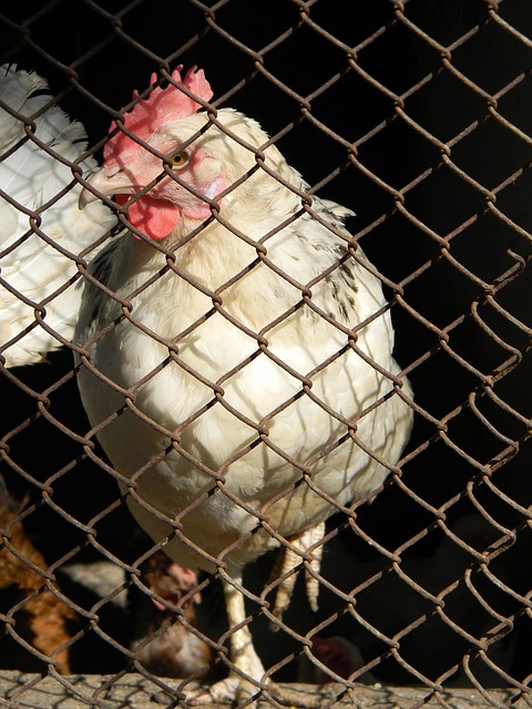 马龙的黄金 马龙的黄金