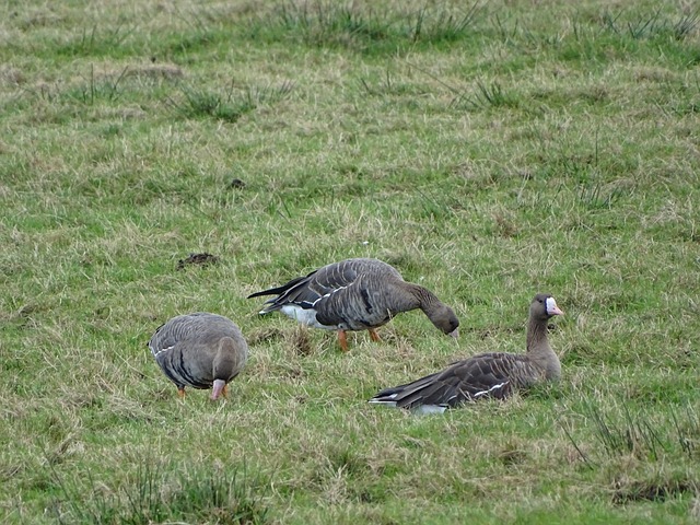 为球迷与年 为球迷与年